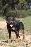 JAGDTERRIER ALLEMAND 043